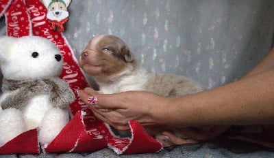 Les chiots de Berger Australien