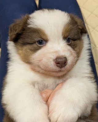 Les chiots de Berger Australien