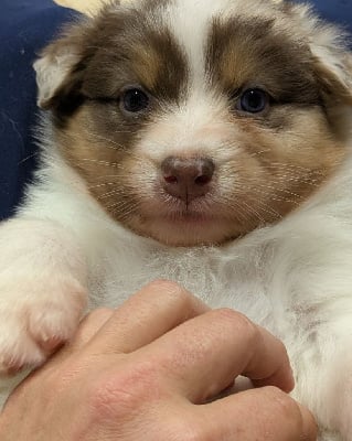 Les chiots de Berger Australien