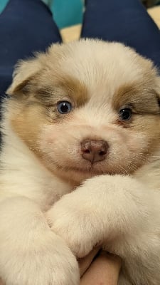 Les chiots de Berger Australien