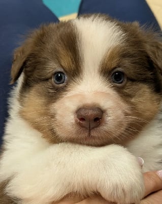 Les chiots de Berger Australien