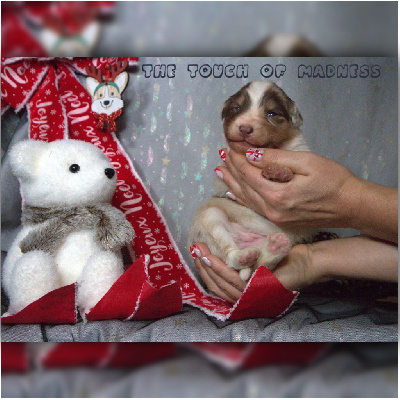 Les chiots de Berger Australien