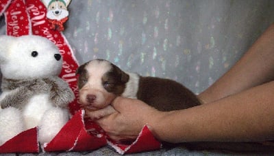 Les chiots de Berger Australien