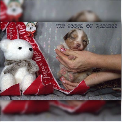 Les chiots de Berger Australien