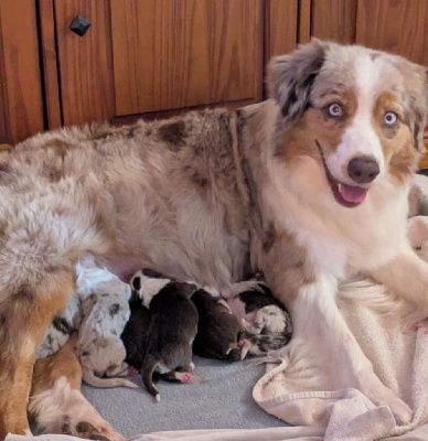 Les chiots de Berger Australien