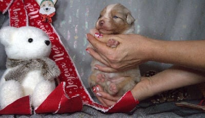 Les chiots de Berger Australien