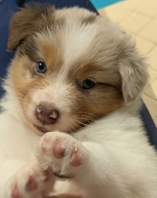 Les chiots de Berger Australien