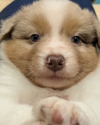 Les chiots de Berger Australien