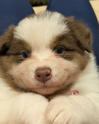 Les chiots de Berger Australien