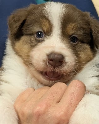 Les chiots de Berger Australien