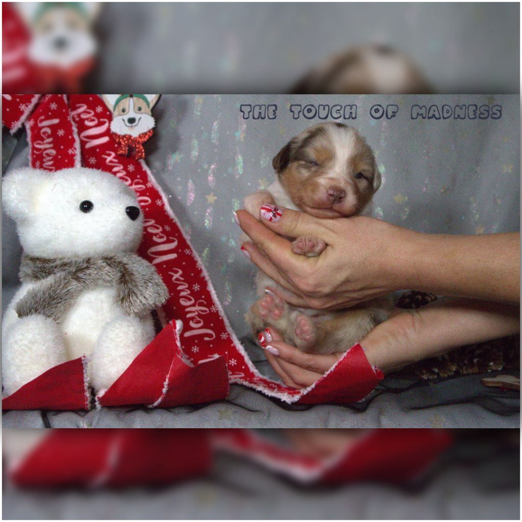 CHIOT - Berger Australien