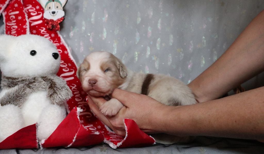 CHIOT - Berger Australien