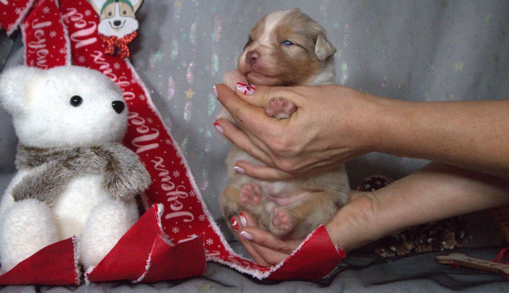 CHIOT - Berger Australien