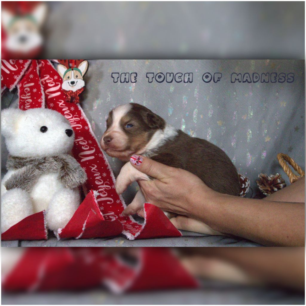 CHIOT - Berger Australien