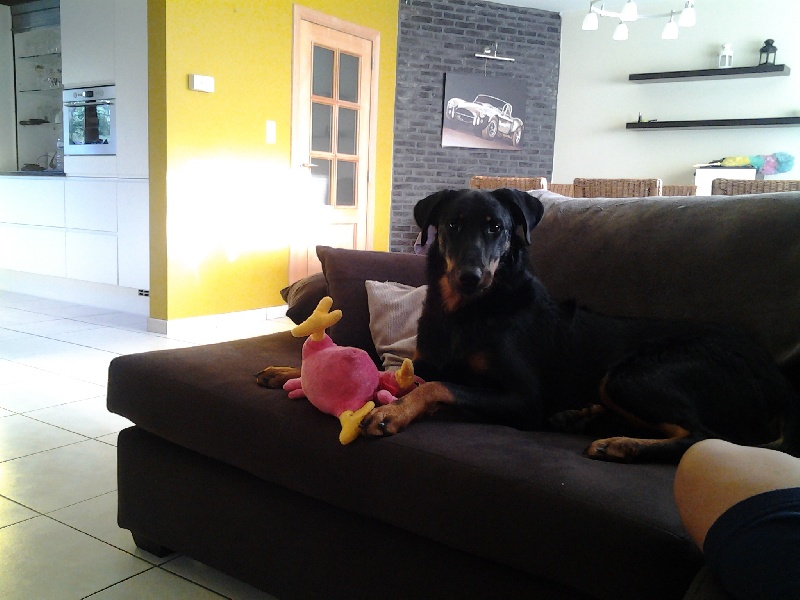 Publication : D'Artemis Rouge