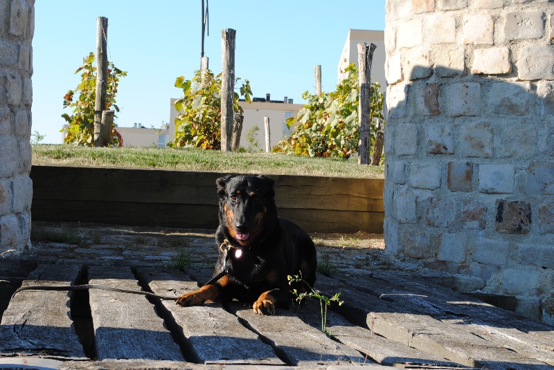 Publication : D'Artemis Rouge Auteur : Tamara