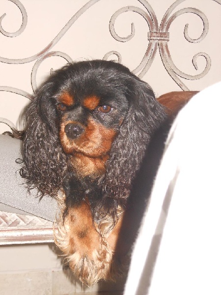 Publication : Des Anges Normands