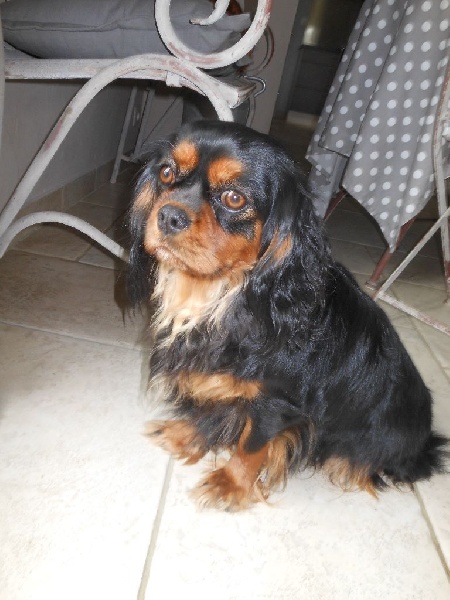 Publication : Des Anges Normands