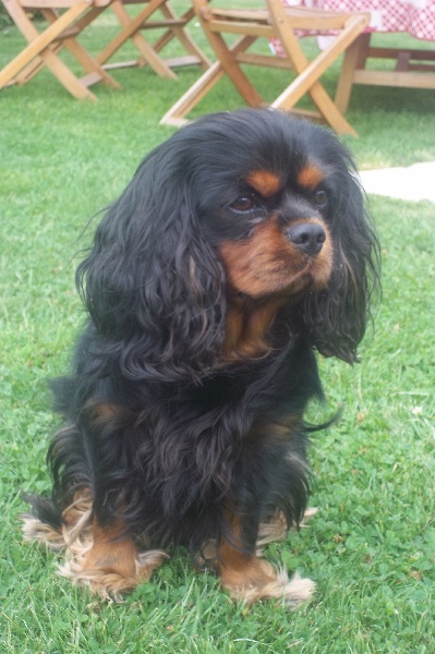 Publication : Des Anges Normands