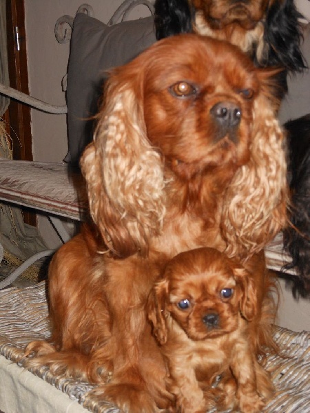 Publication : Des Anges Normands Auteur : lemiere melanie