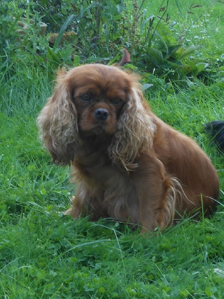 Publication : Des Anges Normands Auteur : lemiere melanie