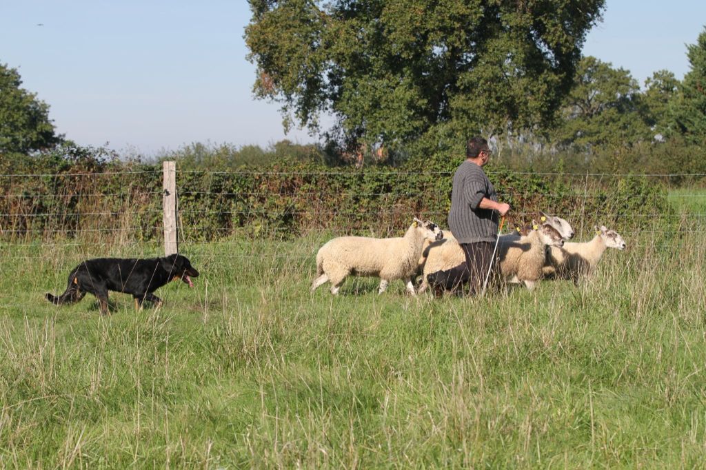 Uncas De La Comté Des Odins