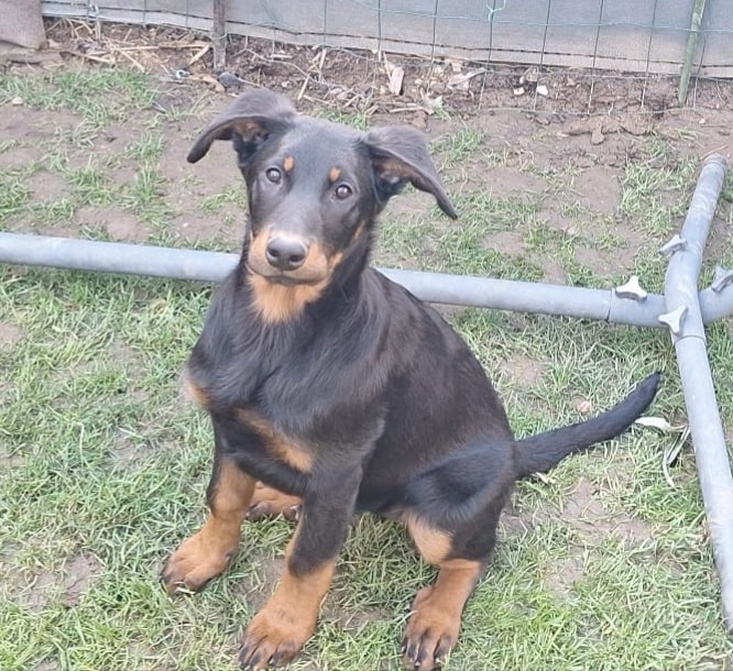 Aska (Arya) de Boichaille