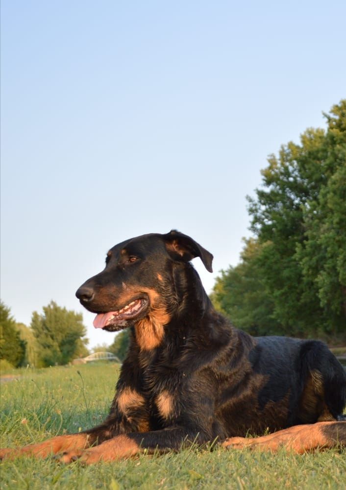 Uncas De La Comté Des Odins