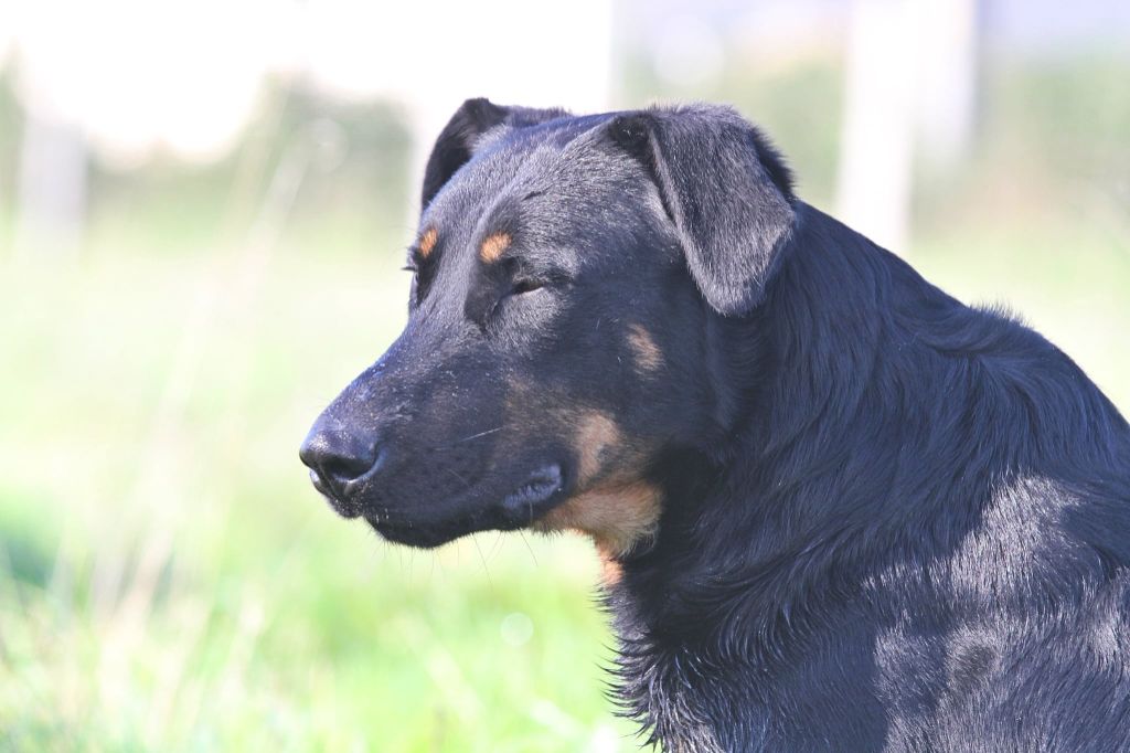 Usen De La Comté Des Odins