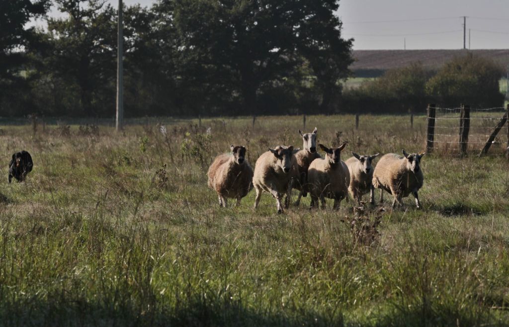 Usen De La Comté Des Odins