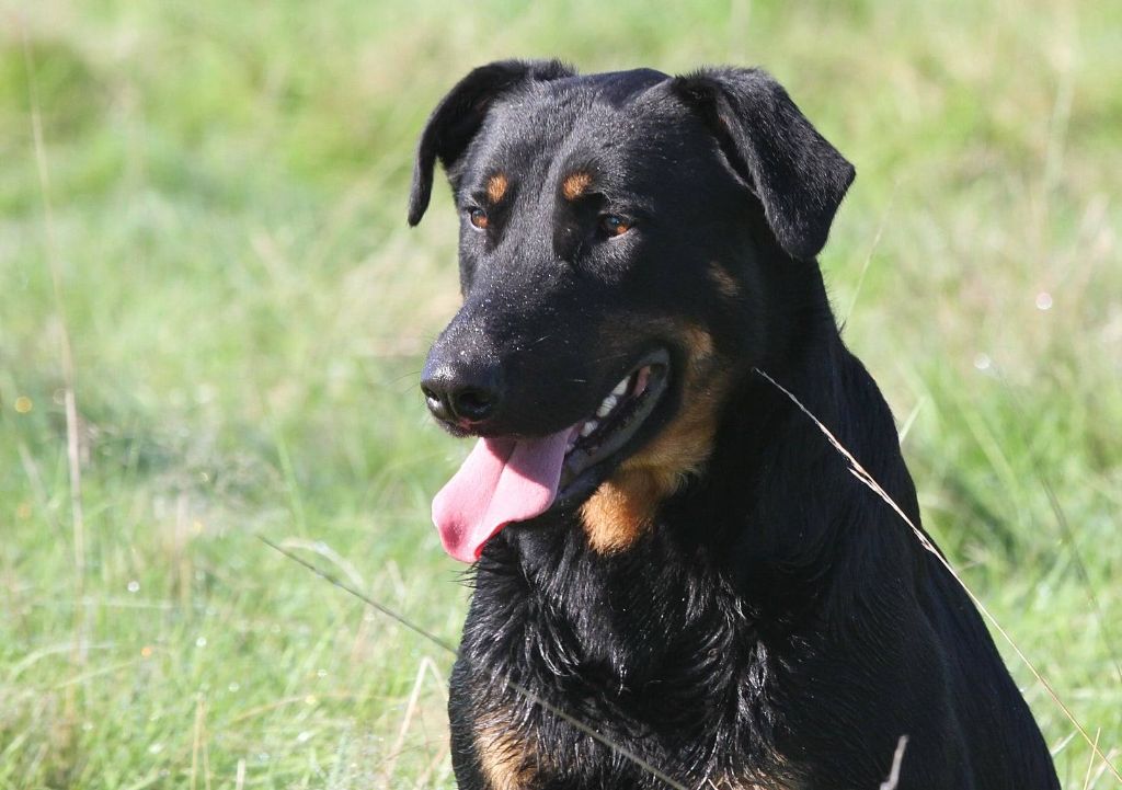 Usen De La Comté Des Odins