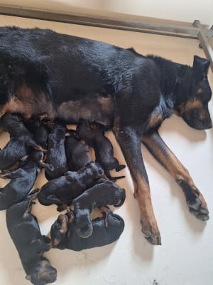 Les chiots de Berger de Beauce