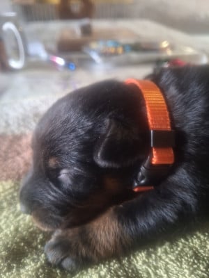 Les chiots de Berger de Beauce
