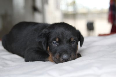 Les chiots de Berger de Beauce