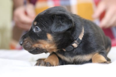 Les chiots de Berger de Beauce