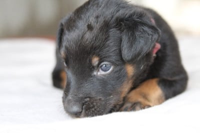 Les chiots de Berger de Beauce