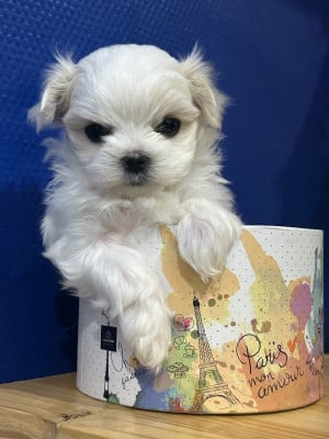 Les chiots de Bichon maltais