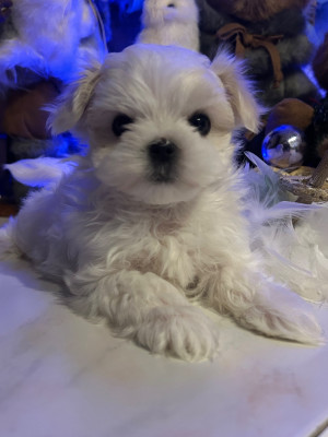Les chiots de Bichon maltais