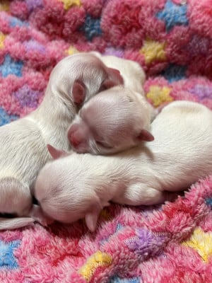 Les chiots de Bichon maltais