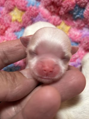Les chiots de Bichon maltais