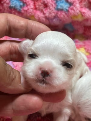 Les chiots de Bichon maltais