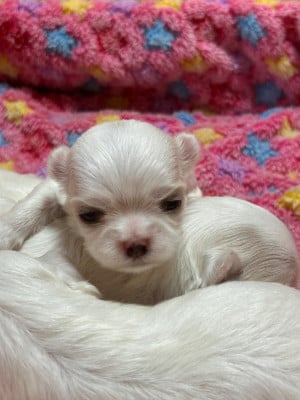 Les chiots de Bichon maltais