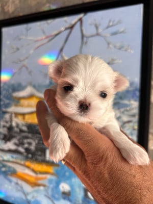 Les chiots de Bichon maltais