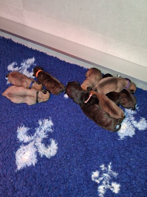 Les chiots de Bullmastiff