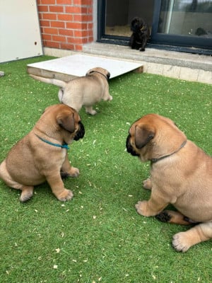 Les chiots de Bullmastiff