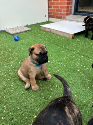 Les chiots de Bullmastiff