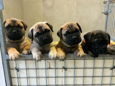Les chiots de Bullmastiff
