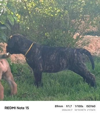 Les chiots de Bullmastiff