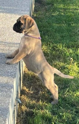 Les chiots de Bullmastiff