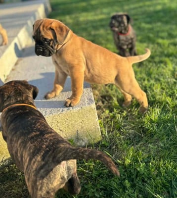 Les chiots de Bullmastiff